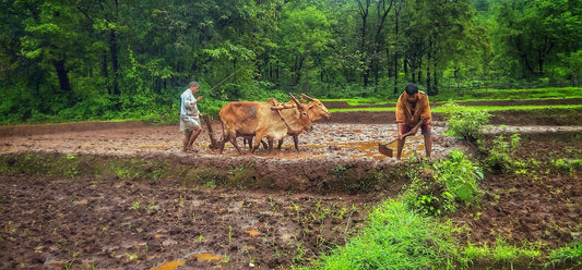 The Power of Organic Foods: Why You Should Make the Switch